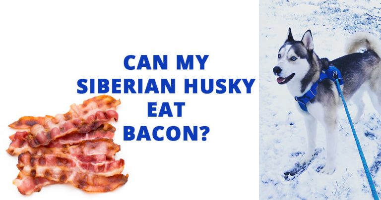 can-my-siberian-husky-eat-bacon