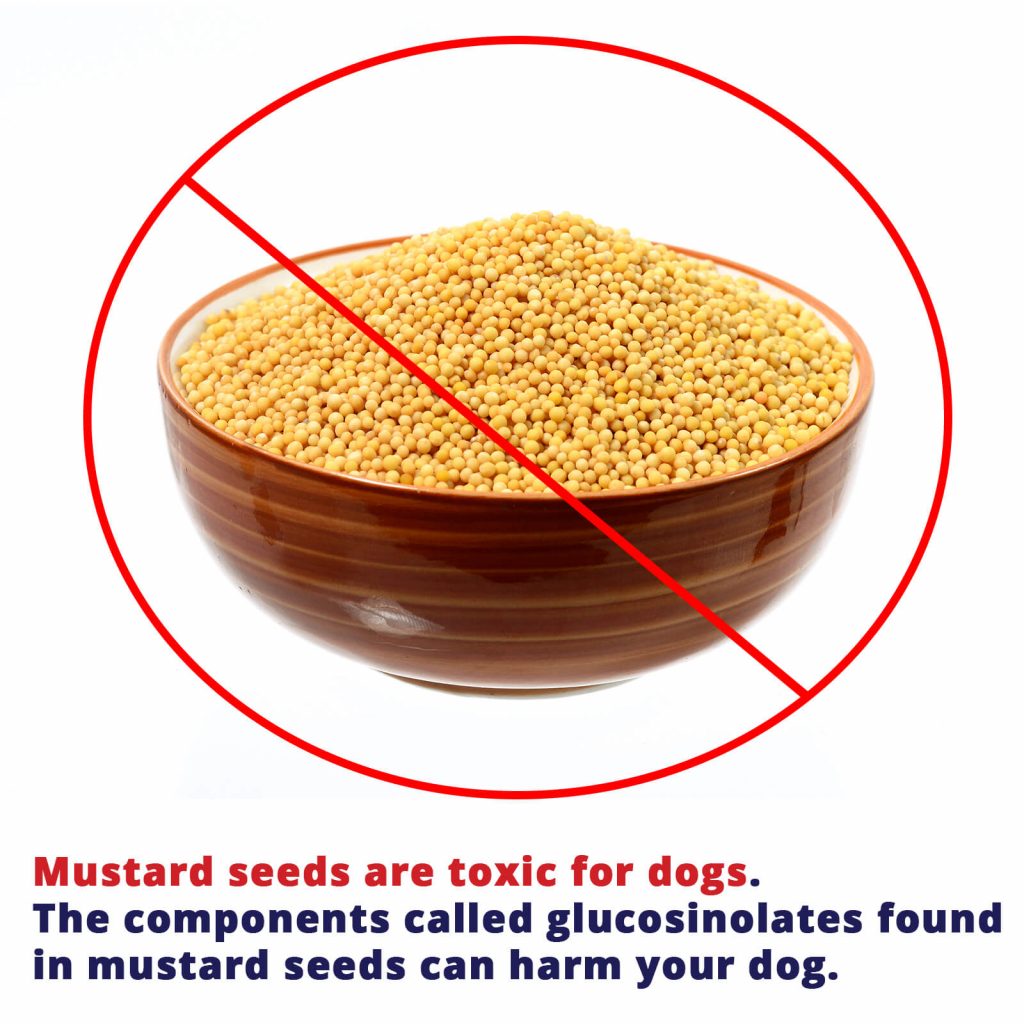 mustard seeds are bad for dogs