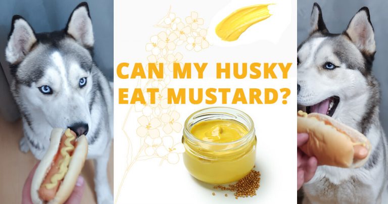 can-my-husky-eat-mustard