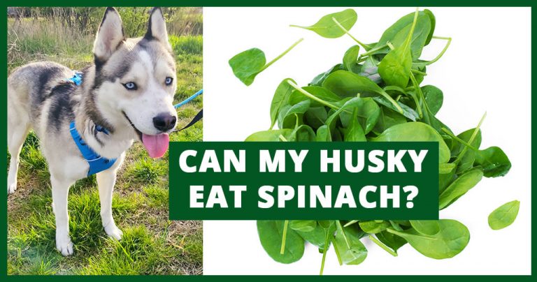 can-my-husky-eat-spinach-dogs-diet