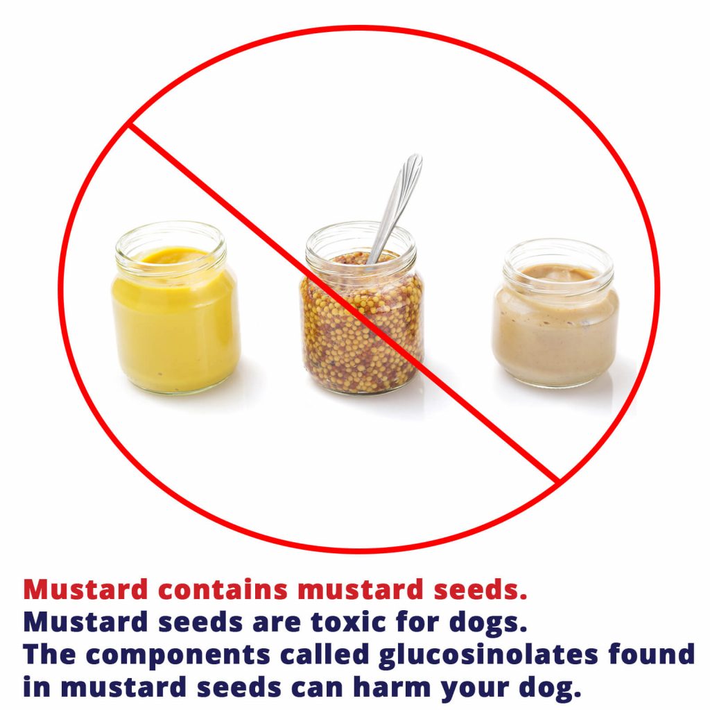 dogs can't eat mustard