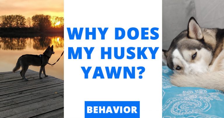why-does-my-husky-yawn-dog-behavior