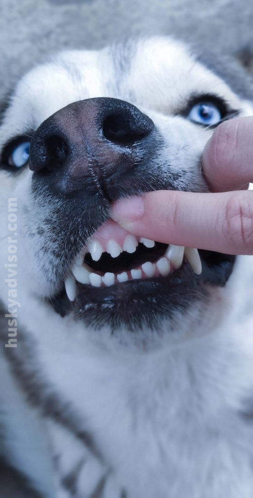 how to brush your husky's teeth