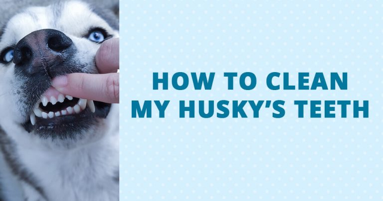 how-to-clean-my-husky's-teeth-brushing-dental-wipes-toothpaste