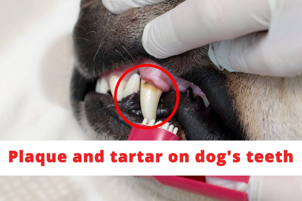 Plague tartar on dog's teeth