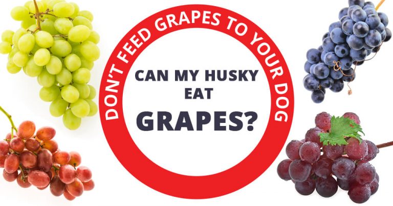 can-my-husky-eat-grapes