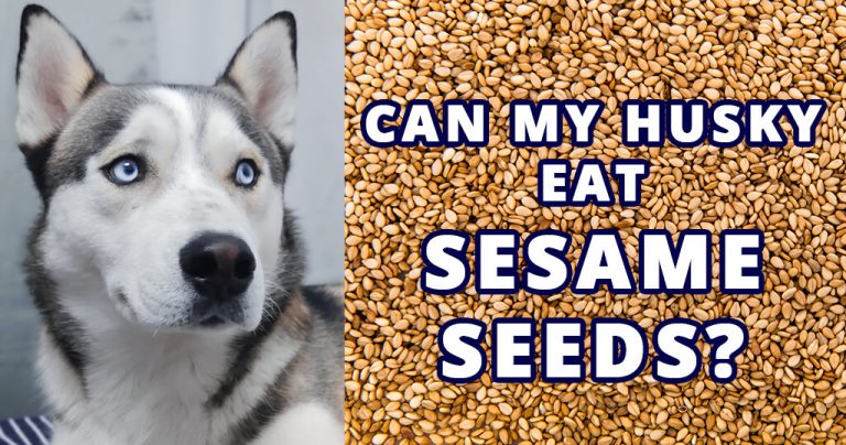 can-my-husky-eat-sesame-seeds
