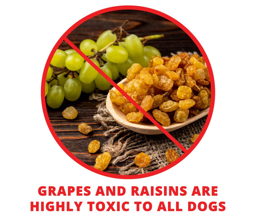 grapes and raisins are toxic for your husky