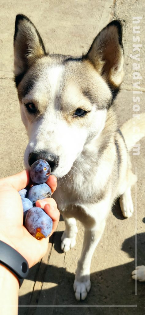 can my husky eat plums