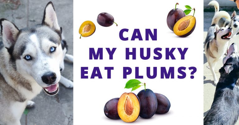 can-my-husky-eat-plums-pit-flesh