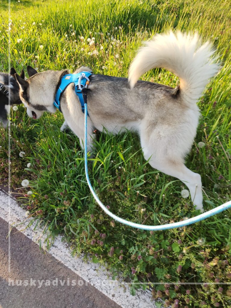 husky daily exercise