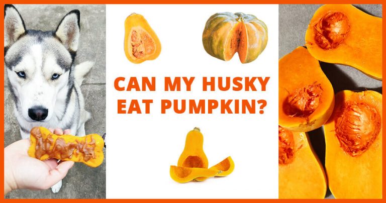 can husky eat pumpkin diet treats food dog