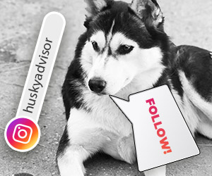Follow Husky Advisor on Instagram!