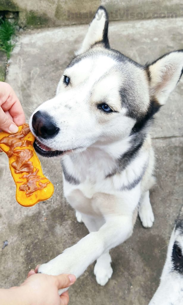 husky can eat pumpkin dog treats