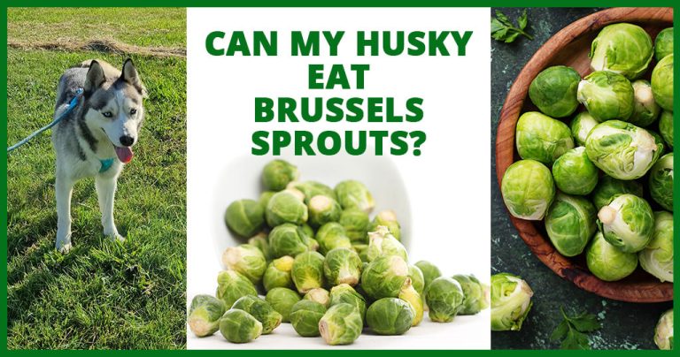can my husky eat Brussels sprouts dog good vegetables