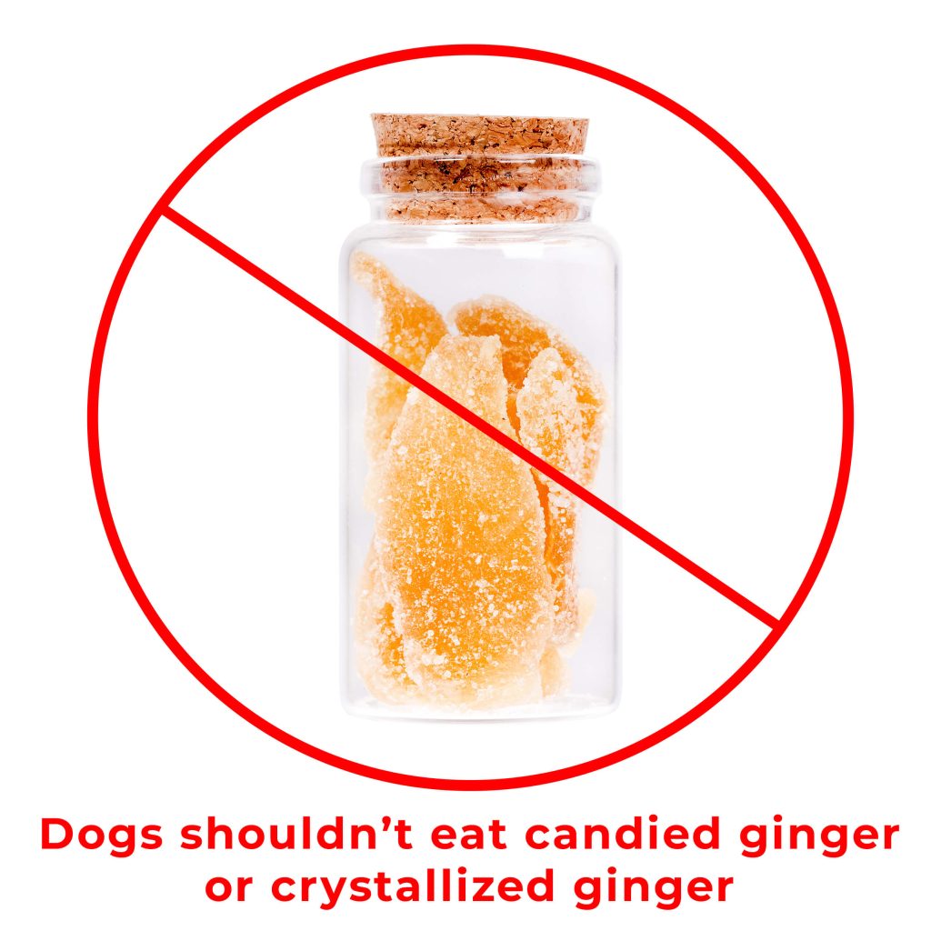 can dogs eat candied ginger cystallized