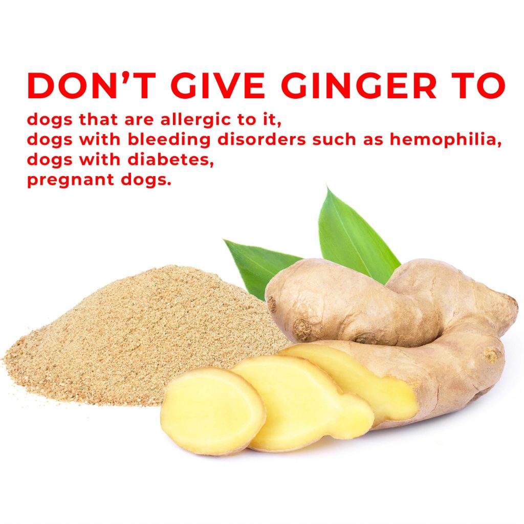 can ginger hurt dogs with bleeding diserders hemophilia diabetes pregnant