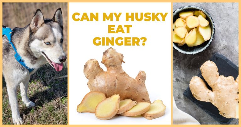 can my husky eat ginger
