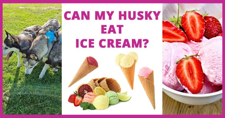 can my husky eat ice cream