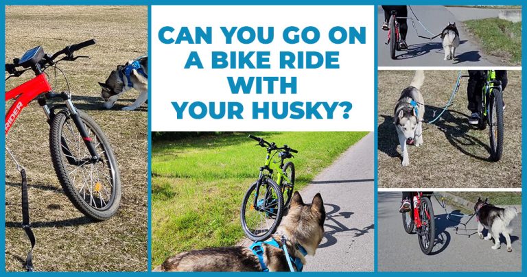 can you go bike ride with your husky