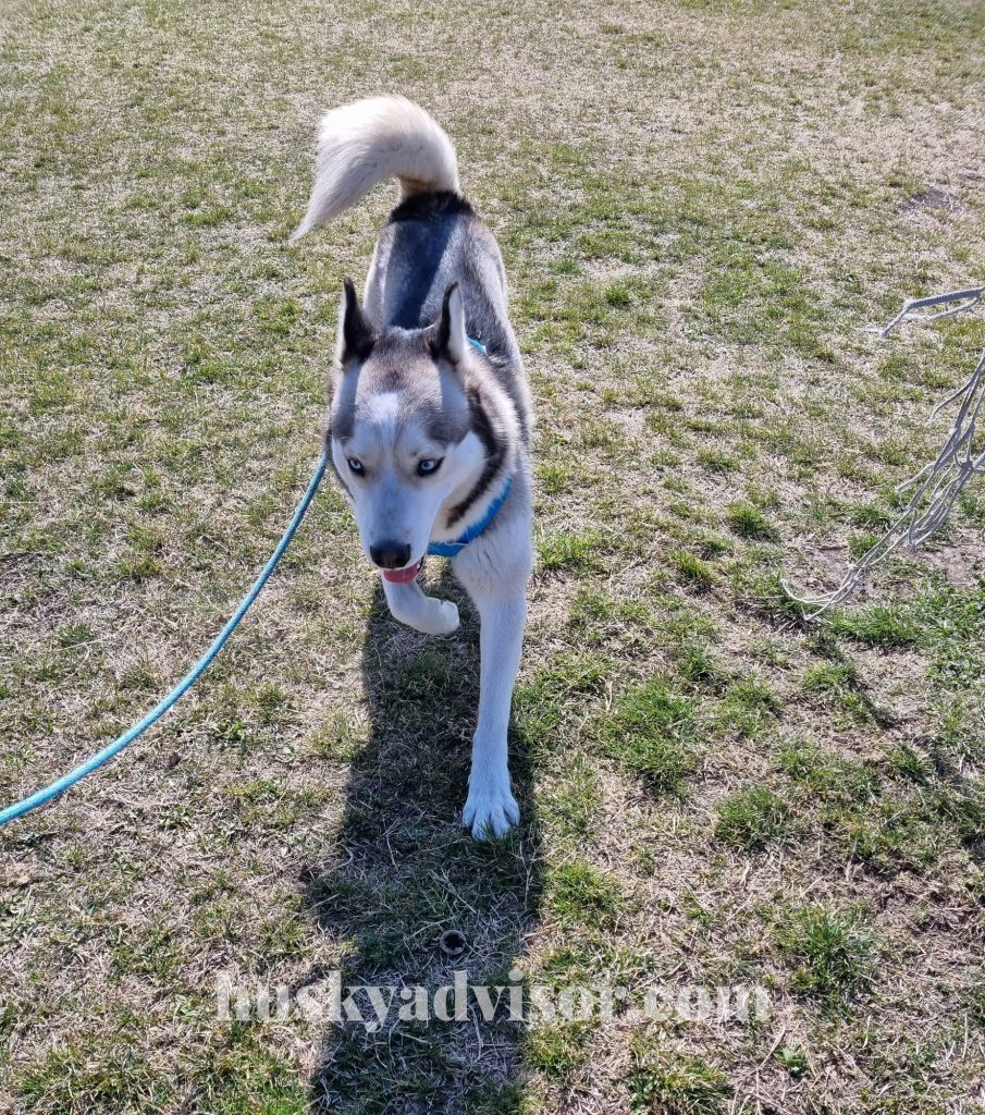 husky adult harness leash