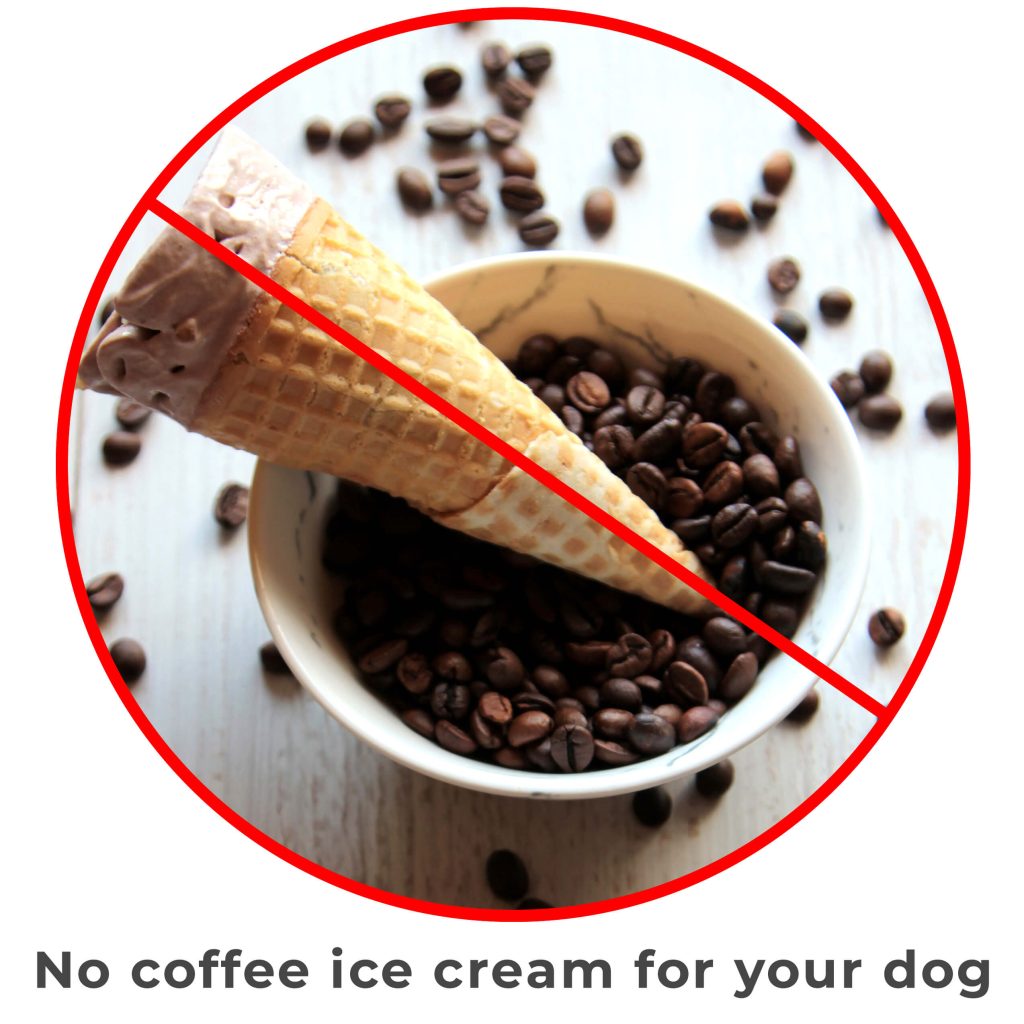 can my dog eat coffee ice cream