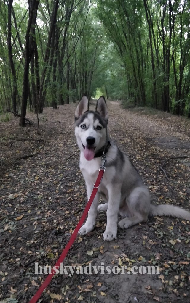 husky dog forest walk exercise