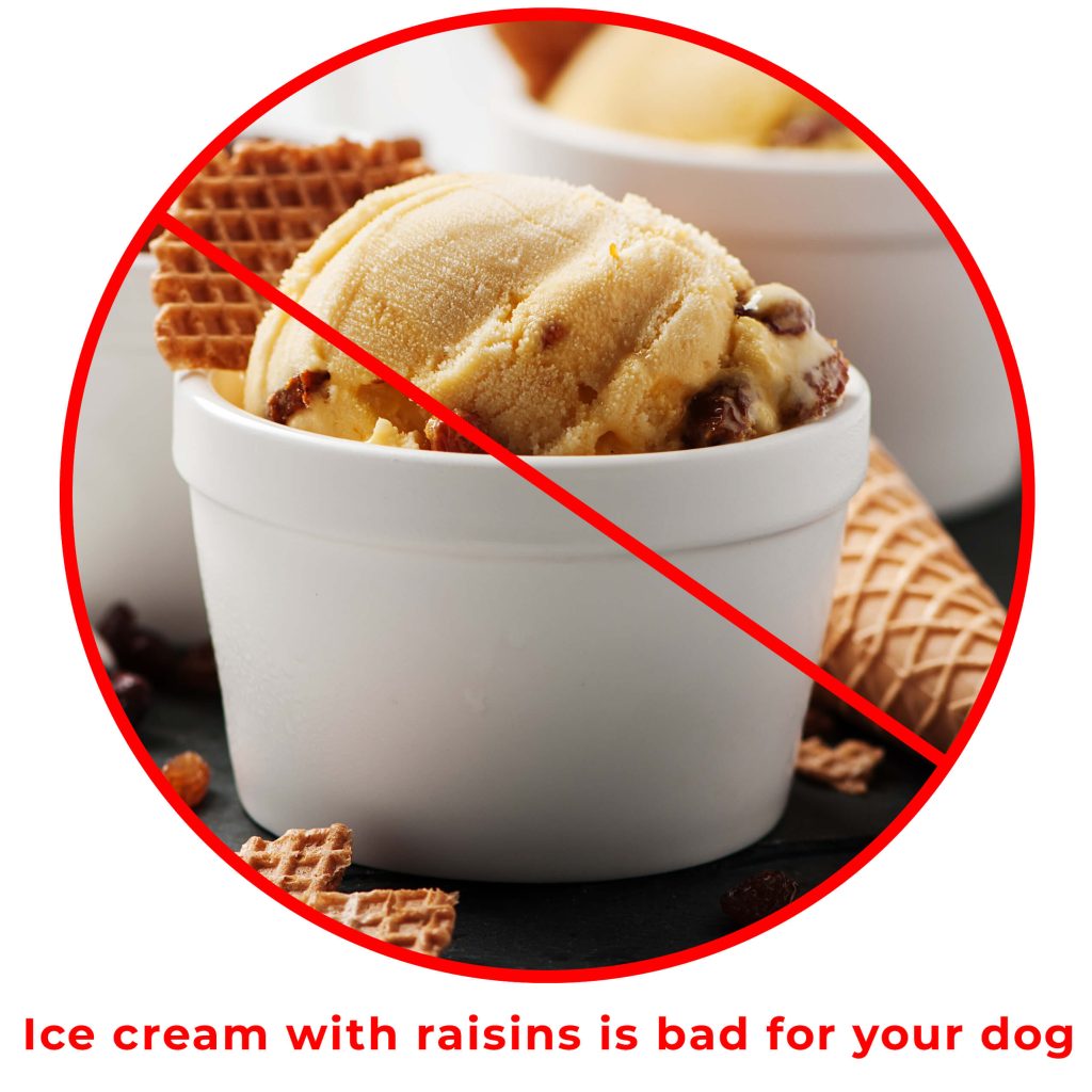 can my dog eat raisins ice cream