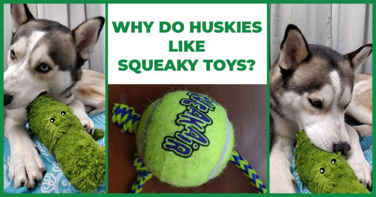 do huskies like squeaky toys