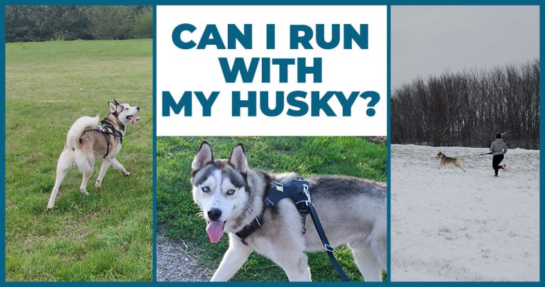can I run with my husky dog owner
