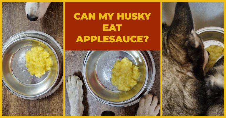can my husky eat applesauce dog diet food
