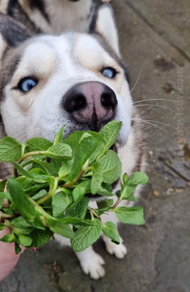 husky eating fresh mint leaves