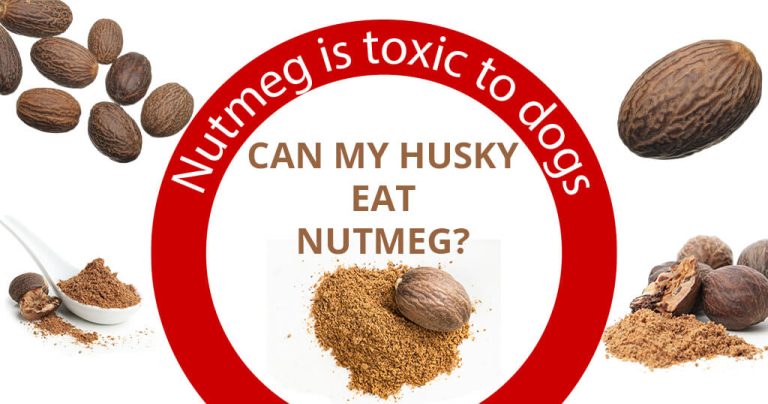 nutmeg is bad for dogs