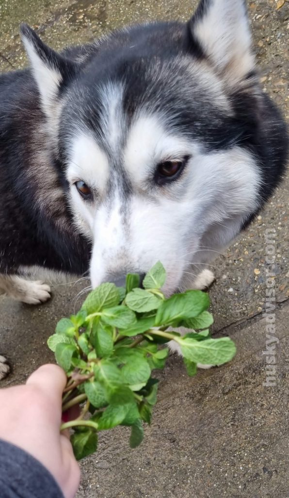 how much fresh mint can a dog eat
