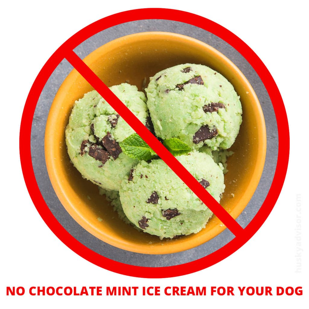 chocolate mint ice cream is bad for dogs
