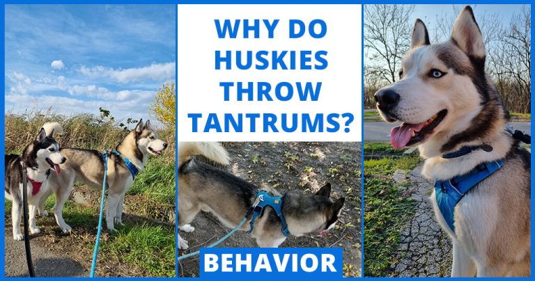 huskies throw temper tantrums training