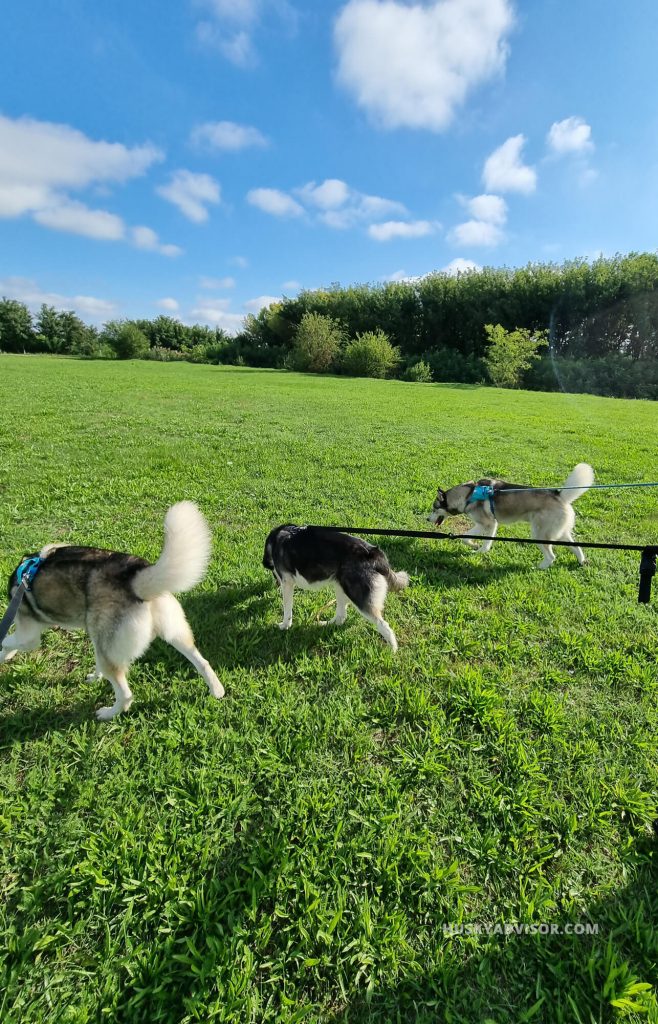 huskies training walking on a green field