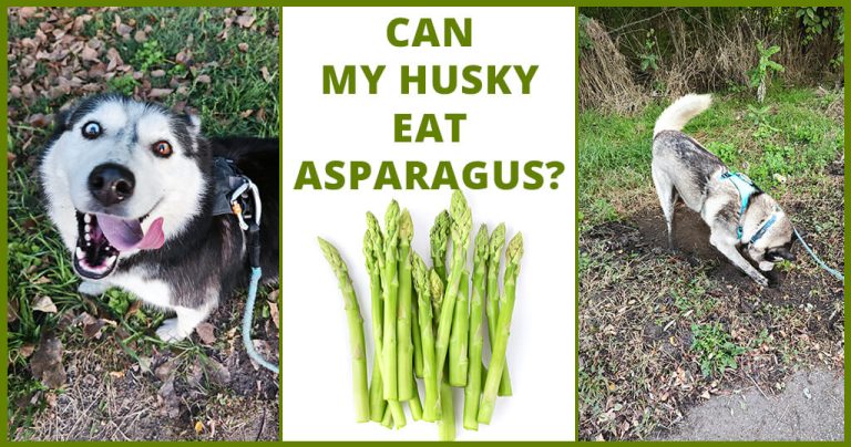 can my husky eat asparagus