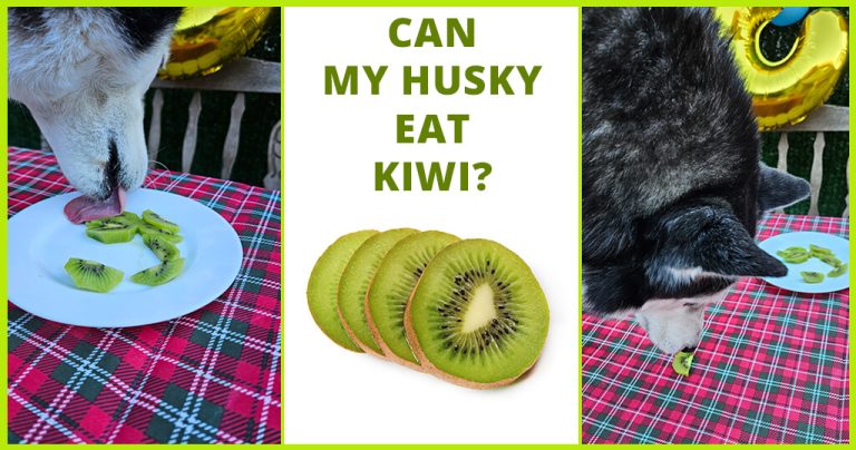 can my husky eat kiwi