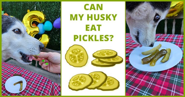 can my husky eat pickles