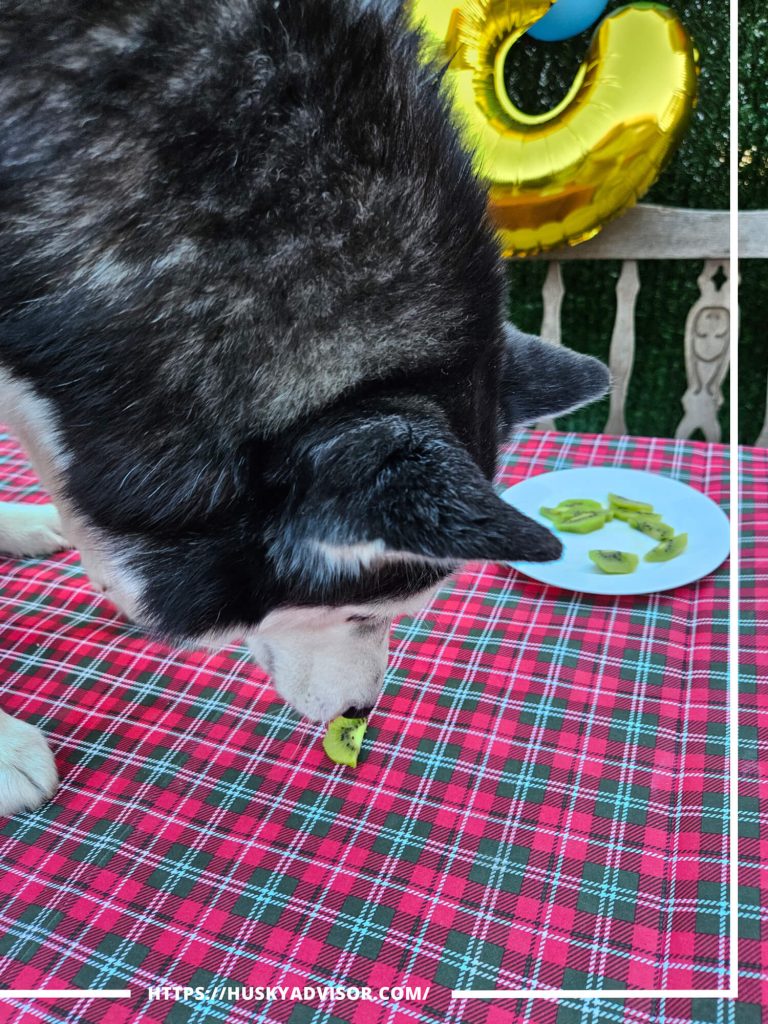 can my husky dog eat kiwi