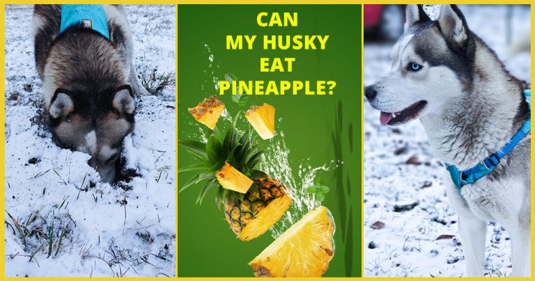 can my husky eat pineapple