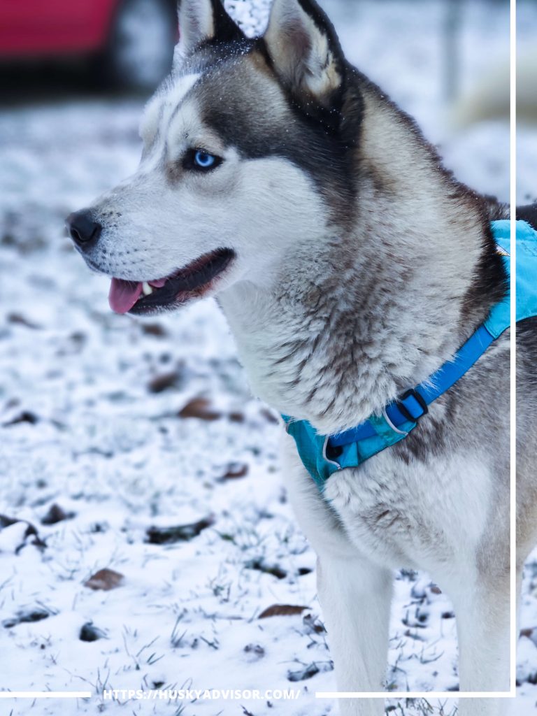 my husky dog with blue eyes in snow