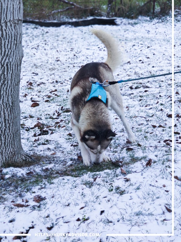 my siberian husky Loki sniffing grass during the morning walk on a snowy day