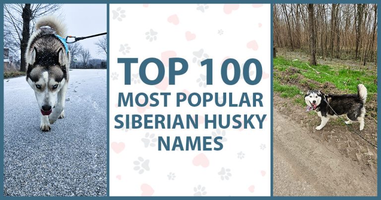 top 100 name husky