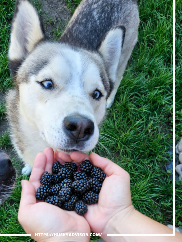 Loki husky looking at blackberries