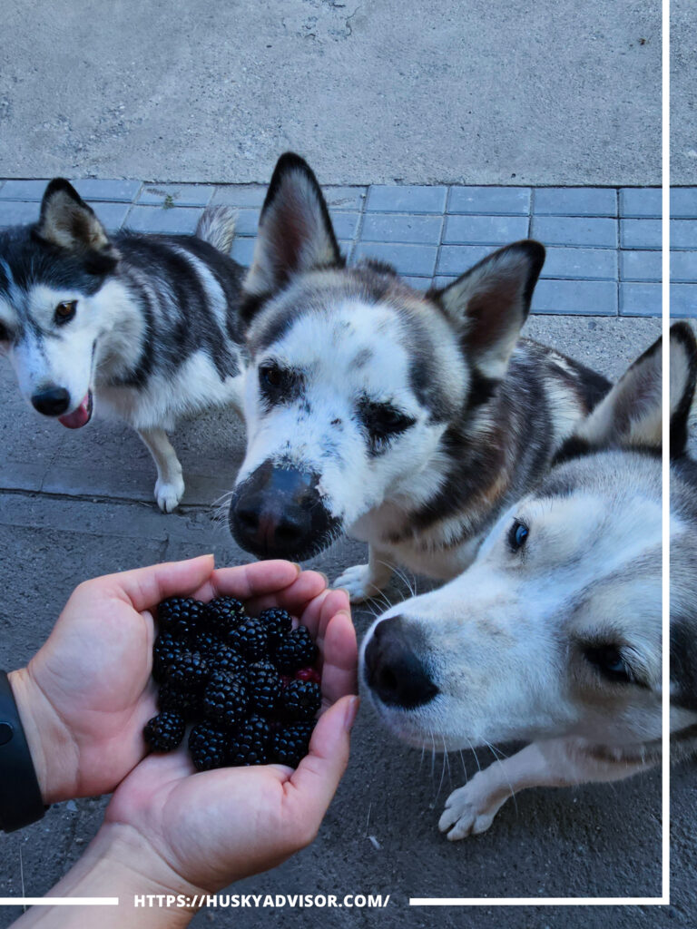 blackberries dogs huskies treats eat frozen