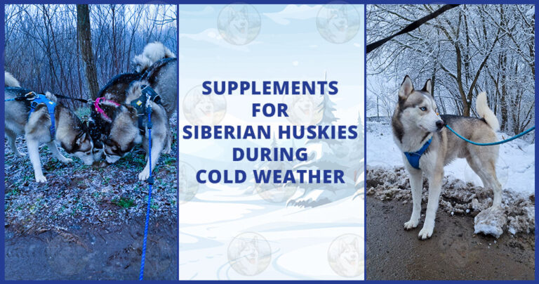 Supplements-for-Siberian-Huskies-during-cold-weather