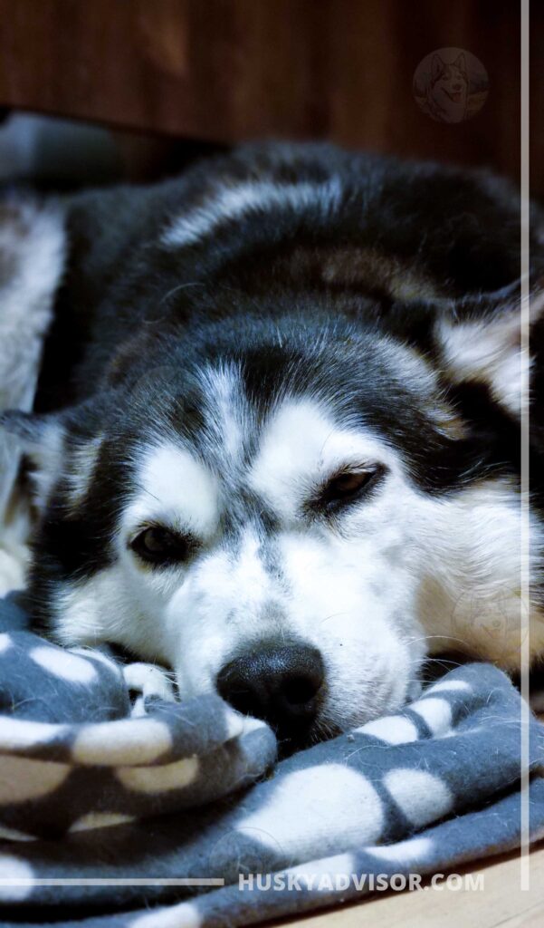 My dog Nuria sleeping inside after morning walk