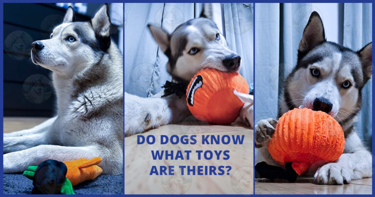 do-dogs-know-that-toys-are-theirs